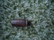 DSC09148.JPG
