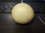 PB210339.JPG