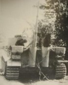 katze 11.JPG