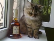 соня и коньяк.jpg