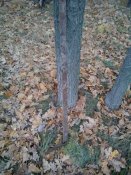 IMG_20171023_124824.jpg