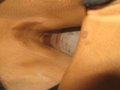 IMG_1619.jpg