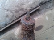 моська піхотка цар