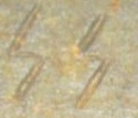 1. SS A. R. еще.jpg