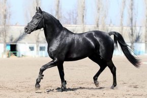 Слава Муравский