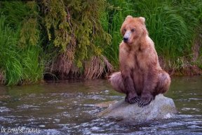 sea bear