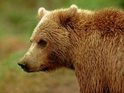 BEAR_S