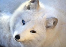 El_Fox
