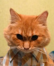 Дмитрий Бондаренко