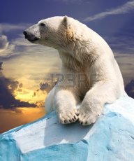 bear_76