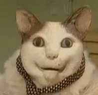 Heilcat