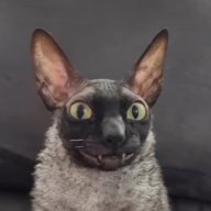 kognak