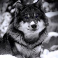 Николай Петя