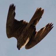 falcon17