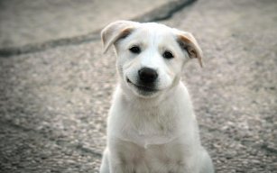 WhiteDog