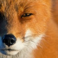 Fox 617