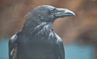 Raven2