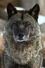 Павел Харитонов