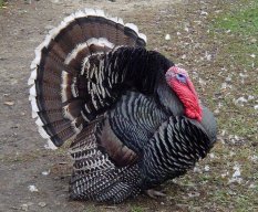 Turkey-man