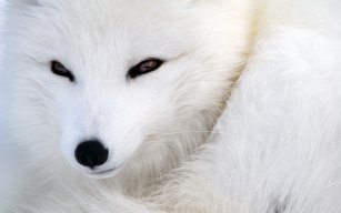 Foxes55