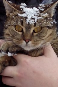 Вова Галка