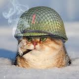 Новек