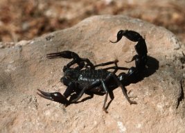 Scorpion77