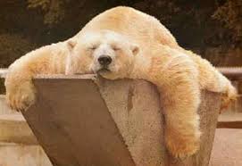 hohol-ok