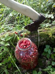 Лесной Парацельс