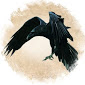 Corvum