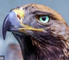 Петро Іванович54