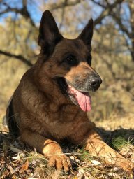 Дмитрий Золотой