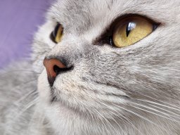 Süße Katze