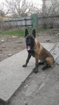 Ilin Sasha