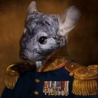 Chinchilla