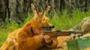 Old Hunter