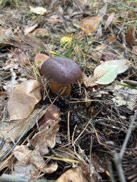 Евгений Сентюров