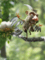 gangrena