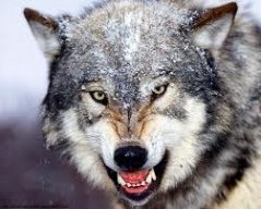 lwolf