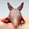 Armadillo