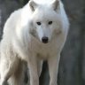 WhiteWolf70