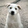 WhiteDog