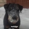Анатолий Прищенко