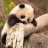 Panda88