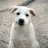 WhiteDog