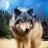 Wolf68