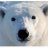 Polarus