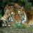 Anatol_AA