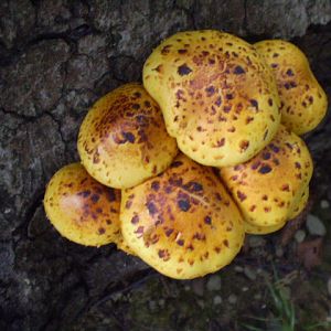 P8110507