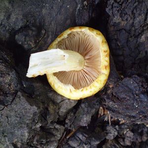 P8110508